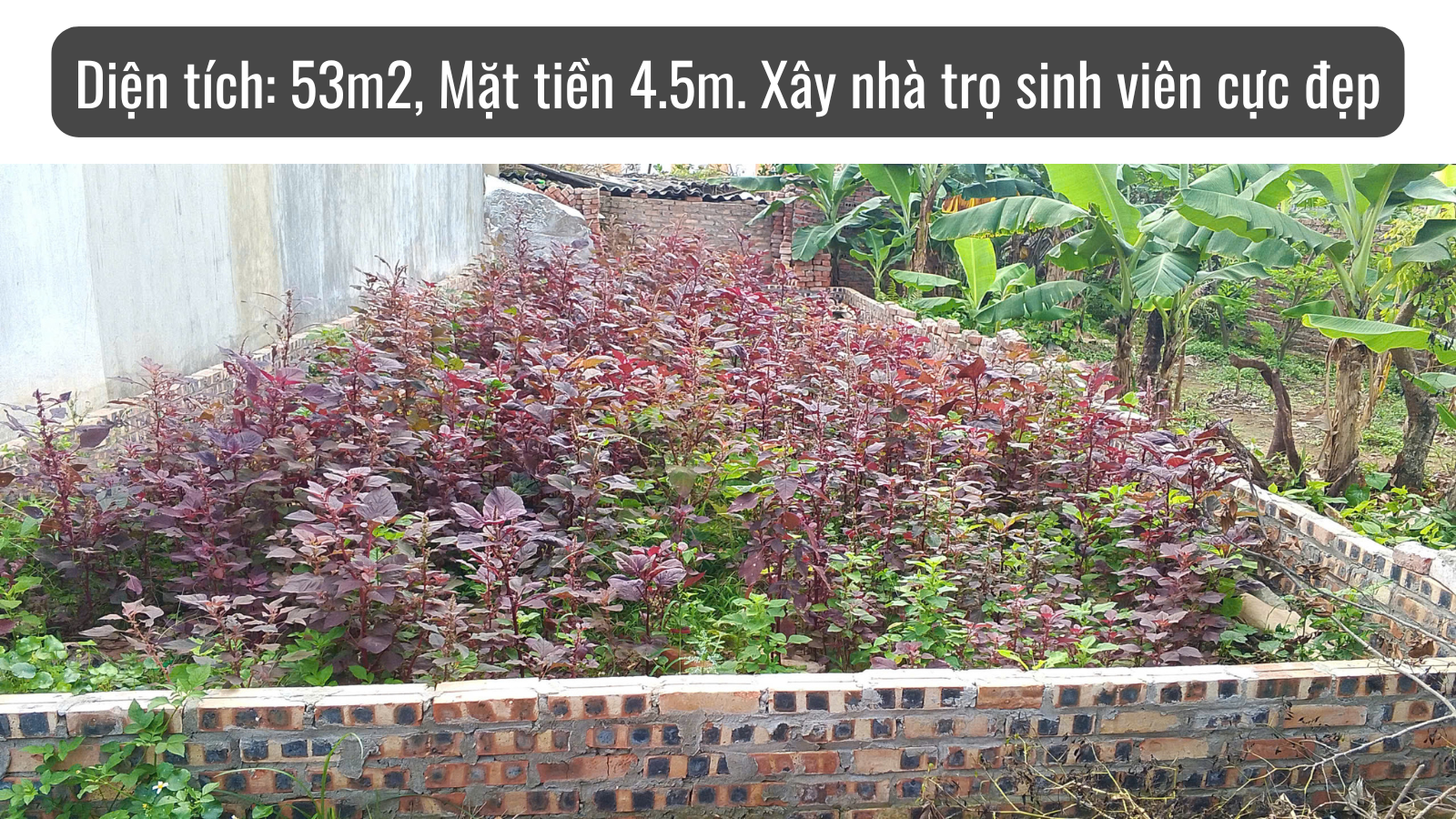 Hình 5