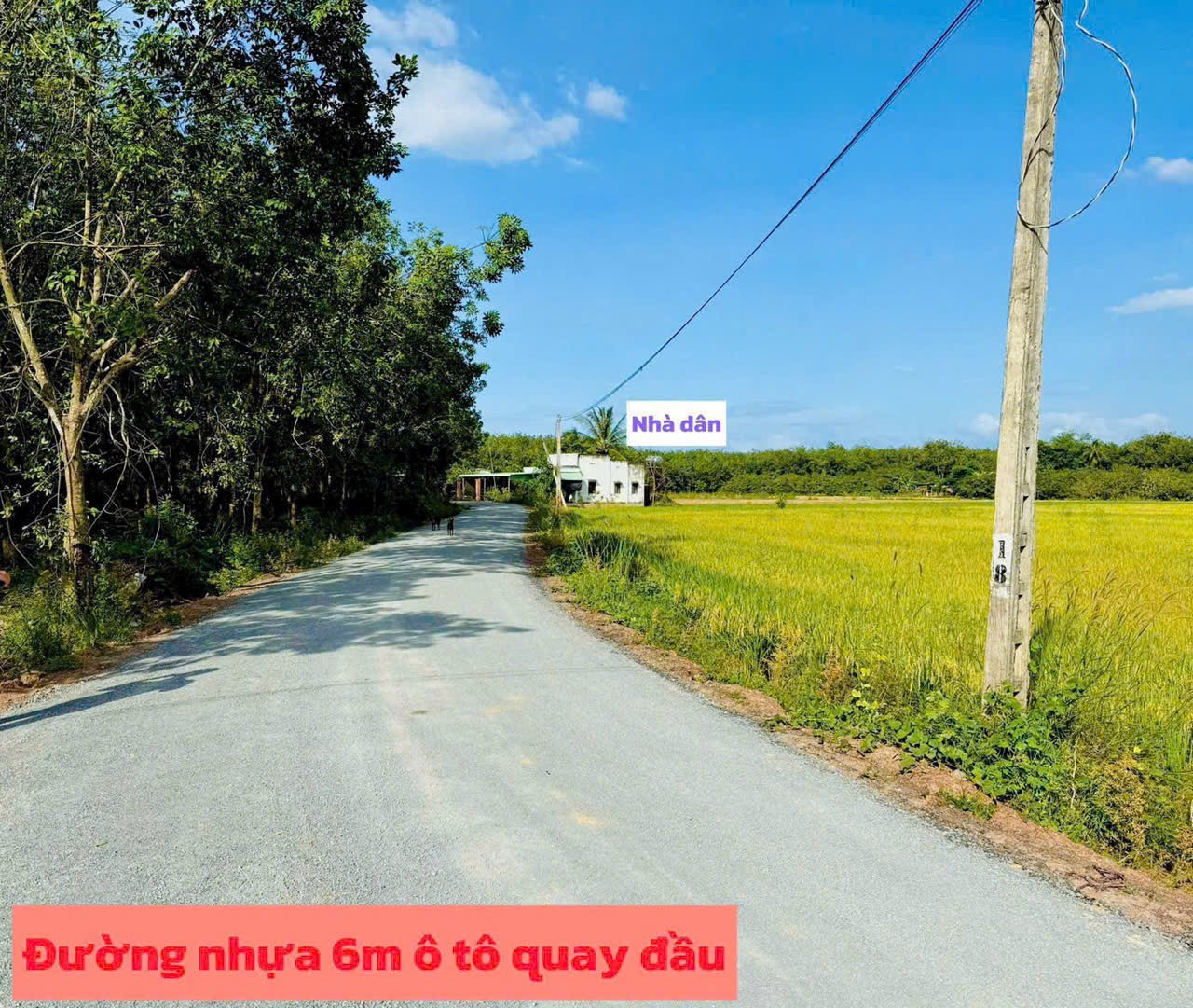 Hình 5