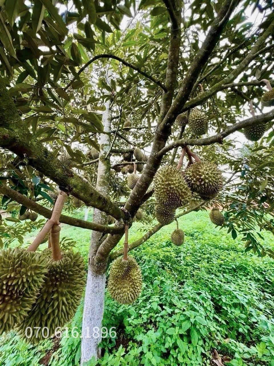 Hình 3