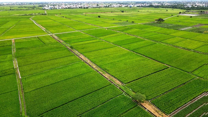 CƠ HỘI ĐẦU TƯ ĐẤT LÚA GIÁ RẺ TẠI NHƠN TRẠCH - ĐỒNG NAI