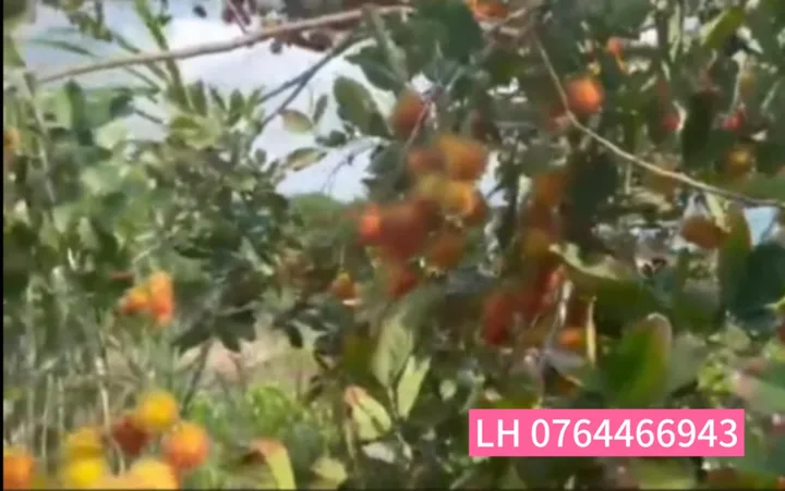 Cần tiền bán lỗ vườn chôm chôm Bình Phước (Đồng Nai), 3500m2, 400m2 thổ cư, 350tr
