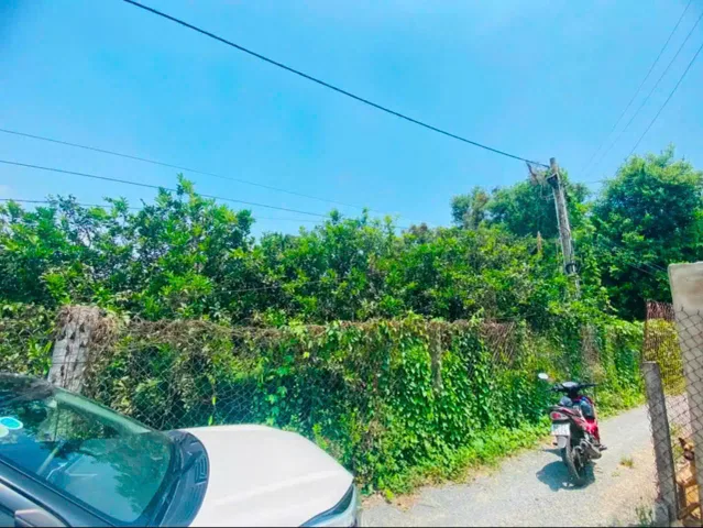 Bán Vườn Bưởi Tân Triều Đag Thu Hoạch,Đường Ô tô Có 300Thổ cư