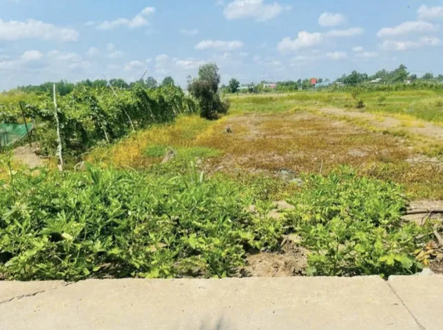 Bán 1068m2 đất lúa đường Tổ 14, Tân Quý Tây, Bình Chánh, cách đường T11 300m