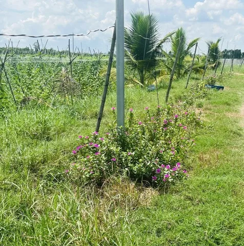 Chỉ 320tr sang tên sổ 1000m2 (Có 120m2 thổ cư), mặt đường ô tô tránh nhau