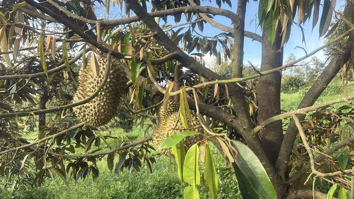 🌳 3,9ha sầu riêng thái - db