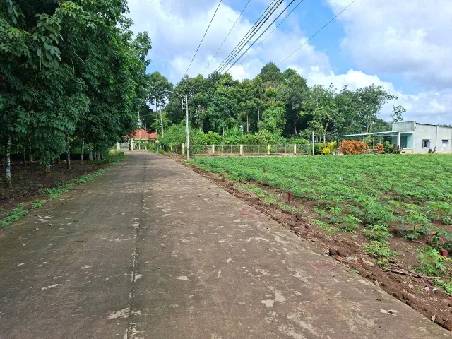 Bán miếng đất sau lưng ủy ban An Long Tp.HCM 347m+100m2 thổ cư giá 560tr