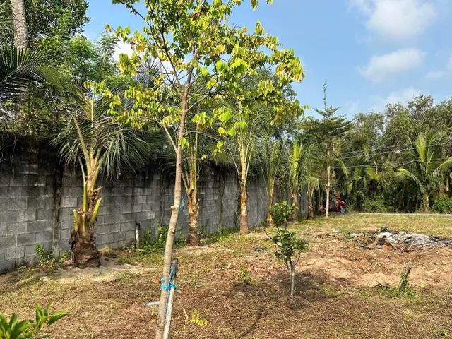 Thổ Vườn 700m2 (300 thổ) gần đường Nguyễn Hữu Trí, xã Tân Bửu, Bến Lức, Long An