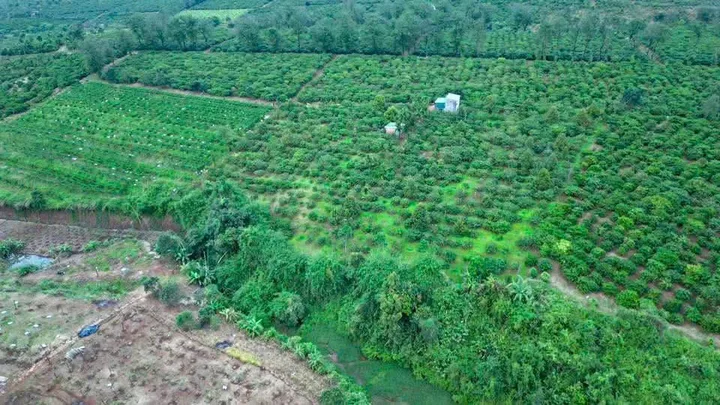 🌱 7,5sào rẫy cà phê đất rẫy Ia Hrung