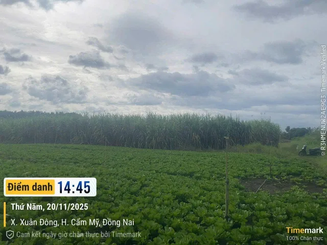 Bán đất 7159m² ngang 30m giá 13 tỷ Xã Xuân Đông