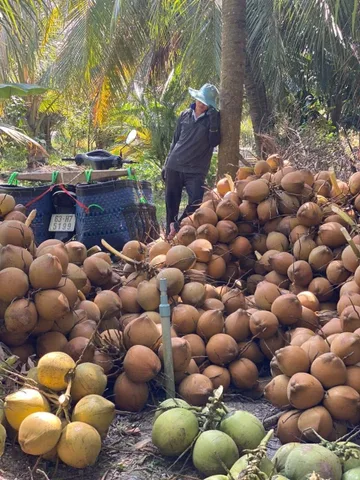 Đất vườn có 300 thổ cư nhiều loại cây ăn trái đường xe hơi an khánh