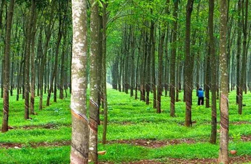 Bán đất 62517.3m² ngang 130m giá 13 tỷ Xã Lộc Thành