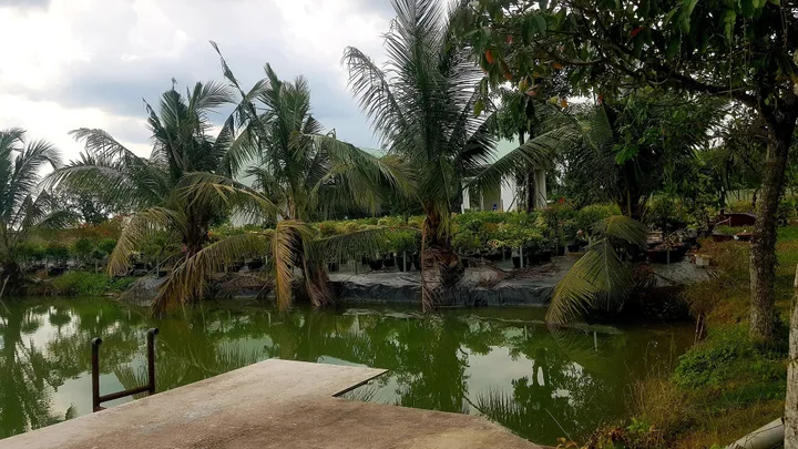 🛑 ĐẤTLỚN.COM giới thiệu nhà vườn 7000m² TRUNG LẬP HẠ, CỦ CHI ĐẦY ĐỦ COMBO HOMESTAY