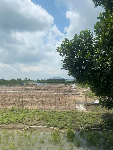Bán đất 1008m² ngang 11m giá 1.6 tỷ Phường Long Hoa