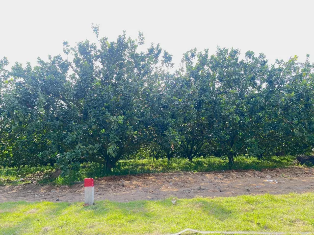 Bán đất 250m² có sẵn 100m² thổ cư ngang 5m giá 900 triệu tại Xã Trừ Văn Thố