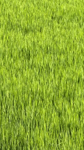 Bán đất 100m² full thổ cư ngang 5m giá 950 triệu tại Xã Lấp Vò