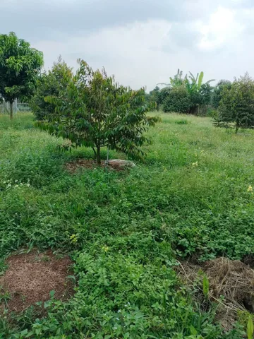 LÔ ĐẤT ĐẸP 5200M2 ; NẰM NGAY ĐƯỜNG XUÂN LẬP - BÀU SAU ,LONG KHÁNH, ĐỒNG NAI
