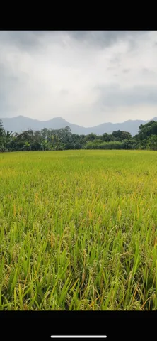 Bán đất 2993.6m² ngang 93m giá 2.7 tỷ tại Xã Châu Pha