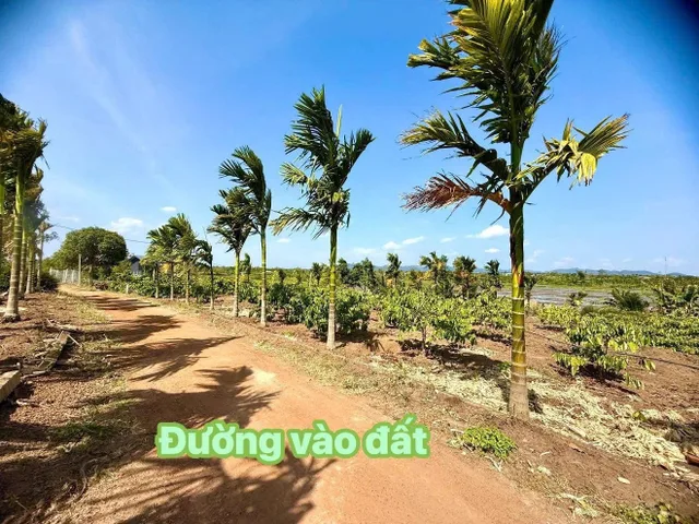 VIEW ĐỒNG LÚA THOÁNG MÁT TẠI Ea Hu, Cư Kuin! 

Diện tích & giá bán:
• Lô 1: 8x57m (341m²) – TC 80m² – 💰 288 triệu
• Lô 5: 6x56m (336m²) – TC 80m² – 💰 288 triệu

Cách sân bay khoảng 39 phút
📍 Khu vực: Ea Hu, Cư Kuin, Đắk Lắk