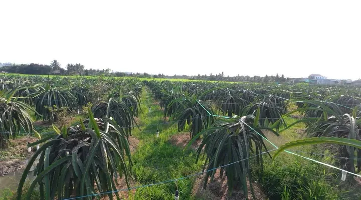 Bán đất ODT 5x38,5 mt bê tông 6m ngay Thị Trấn Tân Trụ Thuộc Xã Tân Trụ Tỉnh Tây Ninh