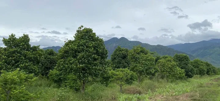 Cần tiền bán lô đất trồng cây lâu năm