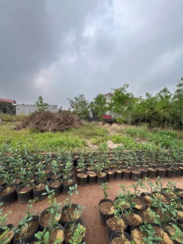 Bán đất 73,5m² full thổ cư ngang 6,45m giá 2.32 tỷ tại Xã Văn Giang