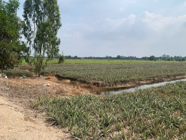 CHÍNH CHỦ CẦN BÁN  GẤP ĐẤT TẠI XÃ THẠNH MỸ, TÂN PHƯỚC, TIỀN GIANG
