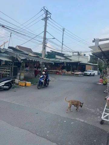 Bán đất chợ đêm Hoà Lân