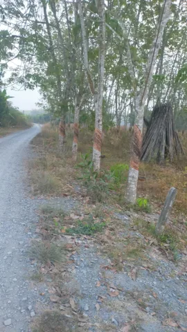 Chính chủ bán đất vườn 1.974m² – Lộc Ninh, Dương Minh Châu, Tây Ninh
