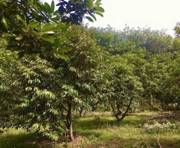 BÁN ĐẤT VƯỜN SẦU RIÊNG 1 SÀO 2 (1200m²) GIÁ 230 TRIỆU, SỔ HỒNG RIÊNG