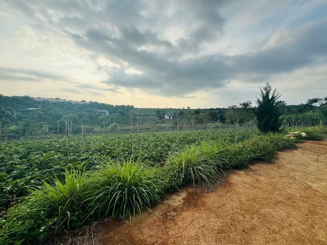 Cấn bán 03 lô đất liền kề ngay trung tâm xã Nam Hà. View Đẹp. GIá 1.8 Triệu/m2