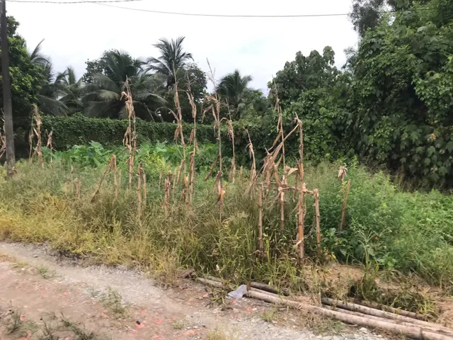 Bán đất thổ vườn góc 2MT 1/Hà Duy Phiên xã Bình Mỹ Củ Chi TPHCM, DT: