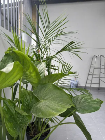 BÁN NHÀ XÃ VĨNH NGỌC – PHƯỜNG TÂY NHA TRANG FULL NỘI THẤT Ô TÔ TẬN NƠI