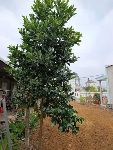 CẦN BÁN ĐẤT MẶT TIỀN KẾ TỈNH LỘ 52 - LONG PHƯỚC - TIỀM NĂNG KINH DOANH CỰC ĐỈNH!