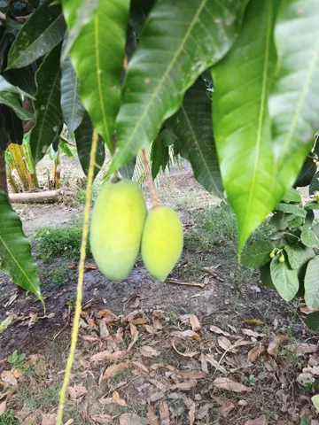 Đất nhà vườn đẹp, trồng cáy ăn trái được quy hoạch để xây biệt thự nhà vườn.