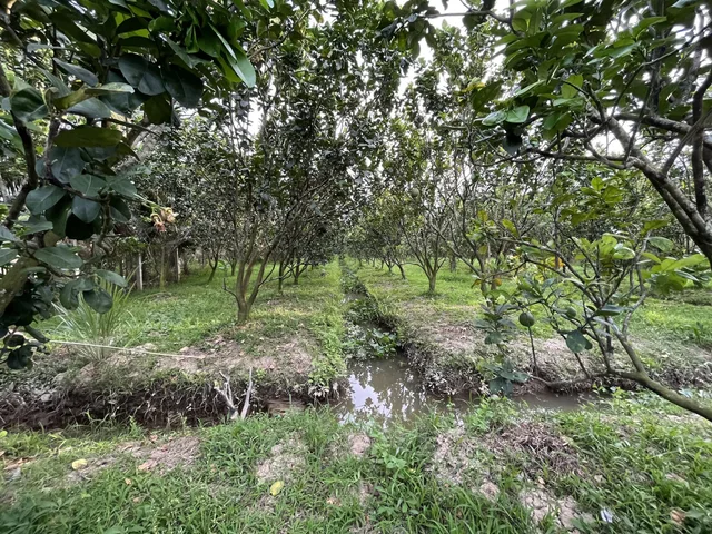 Bán đất 3.748m² đất vườn có sẵn 150m2 thổ cư ngang 14m (nở hậu 28m) giá 9 tỷ tại Xã Phú Túc (Tường Đa cũ) / Thiện chí thương lượng