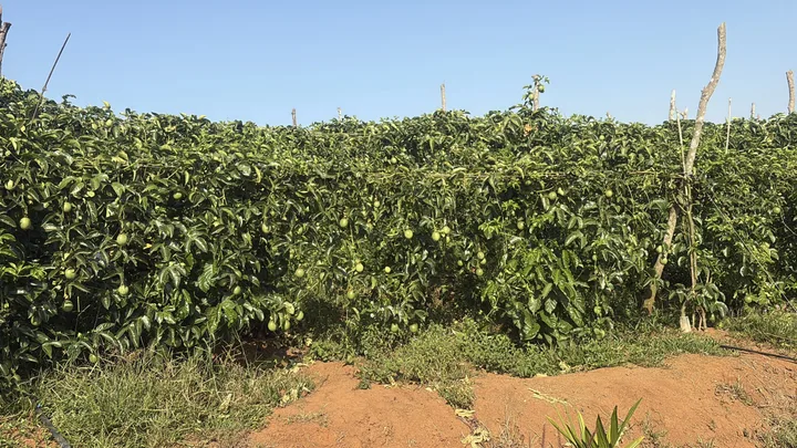 Bìa 1,3ha cà phê + điều - xã Gào