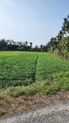 Bán đất vườn mặt tiền đường ôtô xe tải mặt tiền đường Rạch Dứa xã Bình Mỹ Củ Chi TPHCM, DT: 870m2.