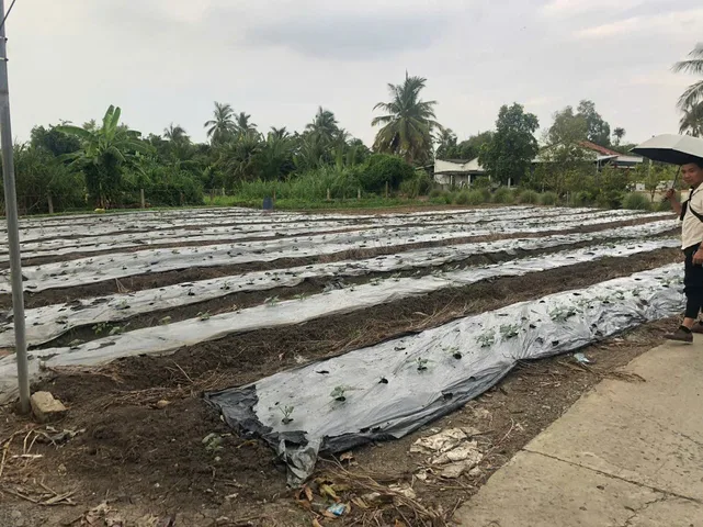 Bán đất vuông đẹp Tân Trụ, Long An - sổ đỏ chính chủ