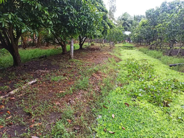 💥Cần Thơ (Hậu Giang củ) 💲1ty290tr, nhà vườn cây ăn trái gần 1900m2 (31*60), gần trường, chợ