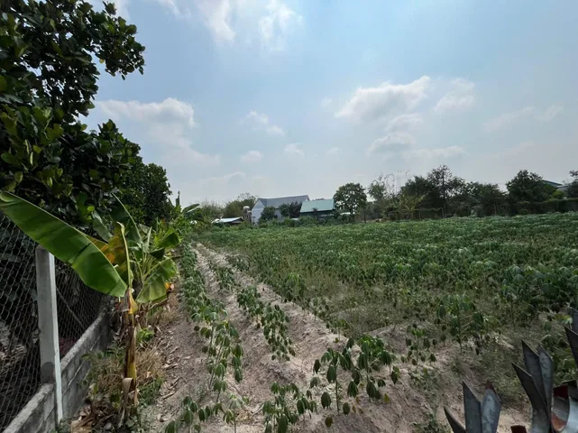 🔥 ĐẤT VƯỜN Thái Mỹ 1.600m² – MẶT TIỀN 29M – CÓ LÊN THỔ CƯ – GIÁ 2 TỶ 7 🔥