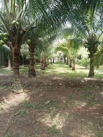 5300m2 đường nhựa phước bình