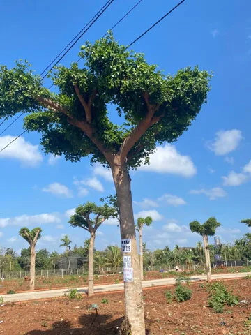 Bán đất 127.8m² có sẵn 60m² thổ cư ngang 5.0m giá 1.4 tỷ tại Phường Tân An