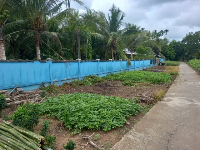 Đất thổ và cây lâu năm