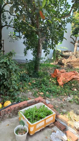 BÁN ĐẤT NHÀ VƯỜN – KHÔNG GIAN YÊN TĨNH – GIÁ SIÊU TỐT ĐỘI 7 CỔ DŨNG KIM THÀNH HẢI DƯƠNG