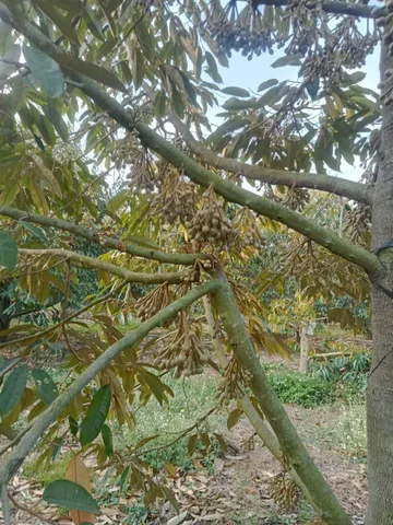 Có sẵn nhà xây trên rẫy và ao nuôi cá , Wieu ruộng thoáng mát 
Diện tích 7 sào giá 4ty1