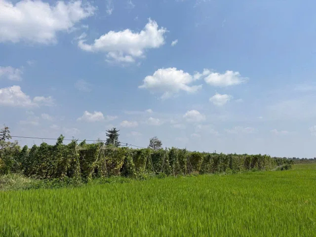 Bán đất 2318.8m² ngang 124m giá 250 triệu tại Xã tân hoà