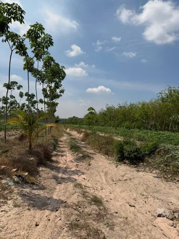 16 Mẫu Cao Su Thạnh Tây Tân Biên Tây Ninh