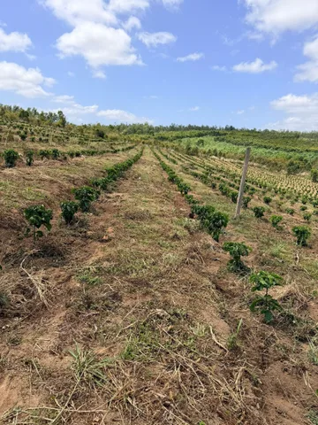 💥 2,5ha đất Đăk Taley , Mang Yang