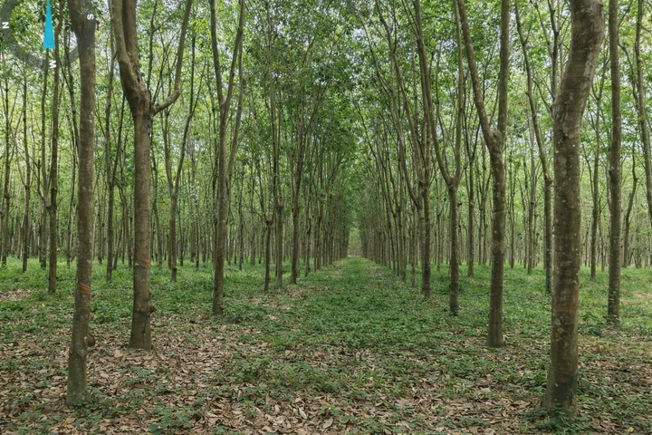 CẮT LỖ – BÁN NHANH 4.693m² GẦN VSIP 2 – CÓ DÒNG TIỀN