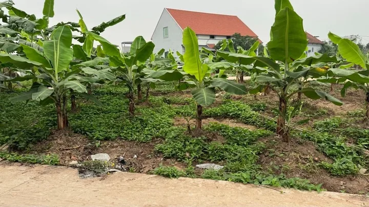💥BÁN ĐẤT ĐÔNG TẢO- HƯNG YÊN-55M -ĐƯỜNG THÔNG - Ô TÔ - GẦN CHỢ ĐẦU MỐI - VÀNH ĐAI 4 - NHỈNH 2 TỶ